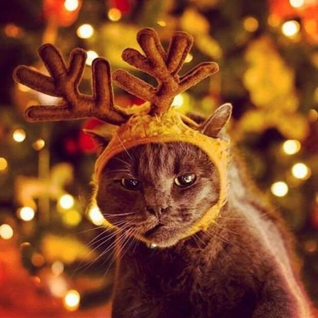 Новогодние коты животные, кот, новый год, рождество