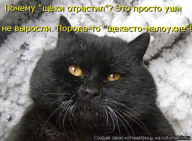 Котоматрица: Почему "щёки отрастил"? Это просто уши  не выросли. Порода-то "щекасто-малоухие"!