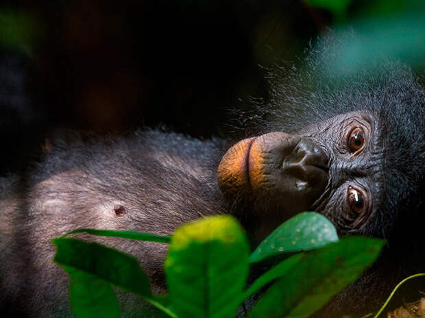National Geographic: лучшие фотографии марта