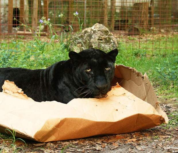 Большие котики тоже любят коробки