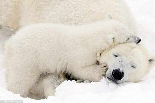 Белый медвежонок играет с мамой: очаровательные кадры! белые медведи, в мире животных, животные, забавно, медведи, мило, природа, фото