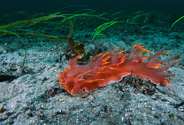 На глубине холодного моря