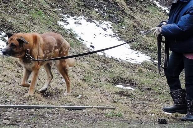 В Подмосковье на дачника напали разбойники с пистолетом и монтировкой