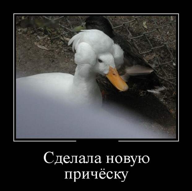 Демотиваторы (30 фото)