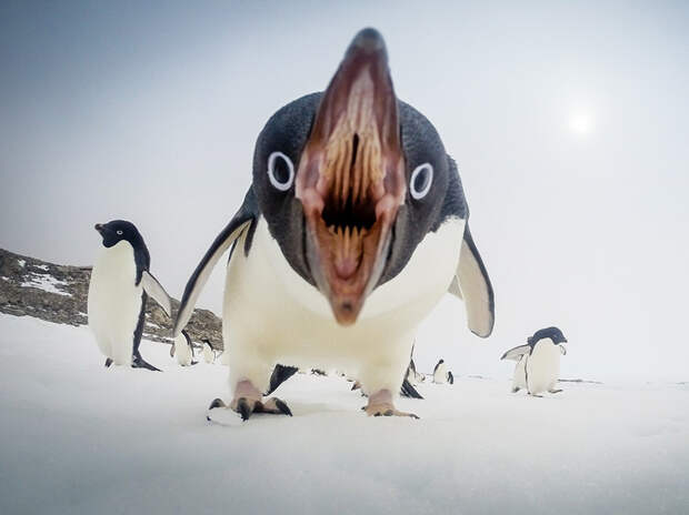 Пингвин с необычного ракурса. Обратите внимание на пасть. животные, интересное, удивительное, фото