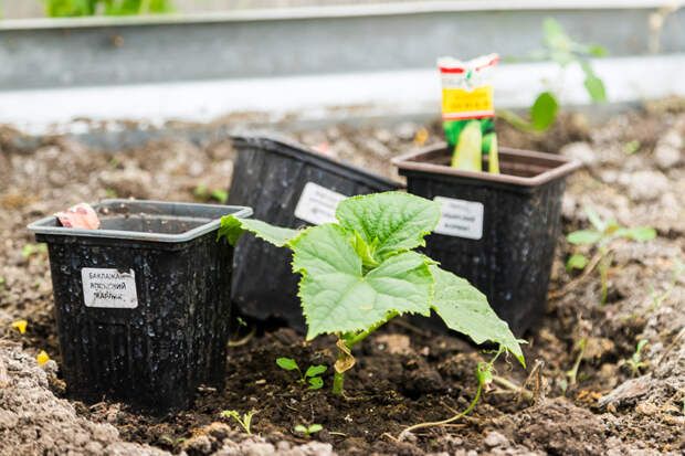 Эксперты ЦОК АПК составили дачный «гороскоп»-2026 для новосибирцев