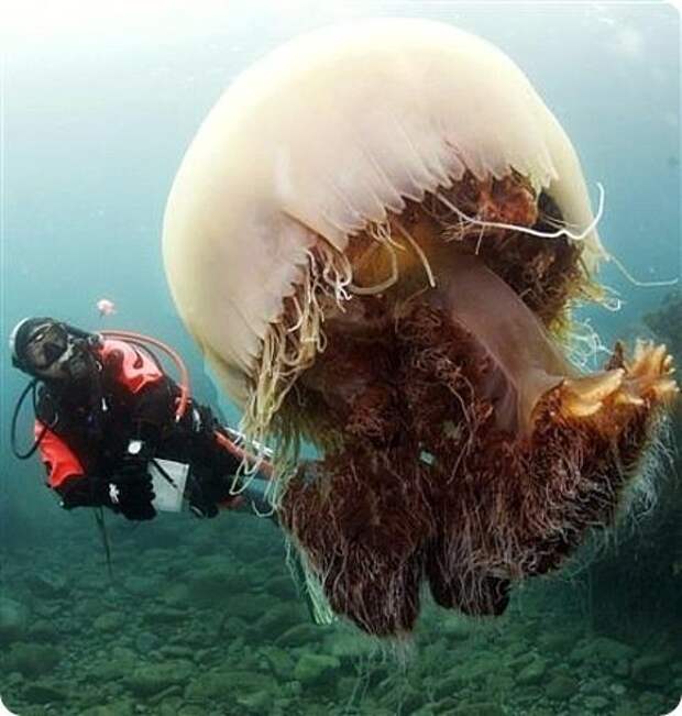 Гигантская медуза Номура люди, медуза, море, природа