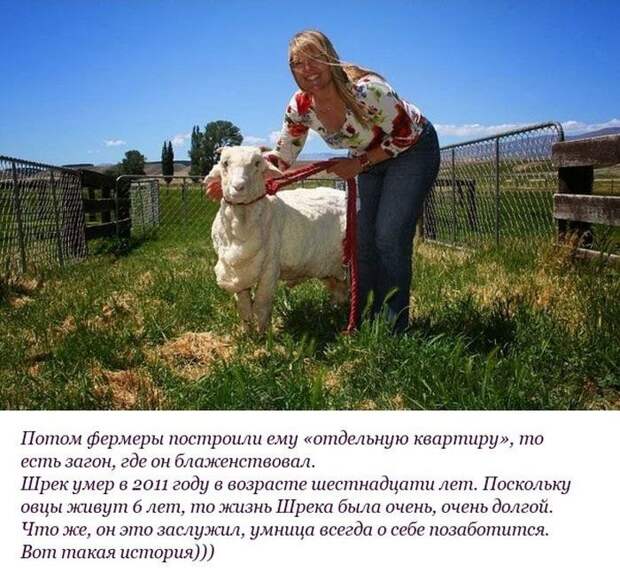 Необычная история барана по кличке "Шрек" (10 фото)