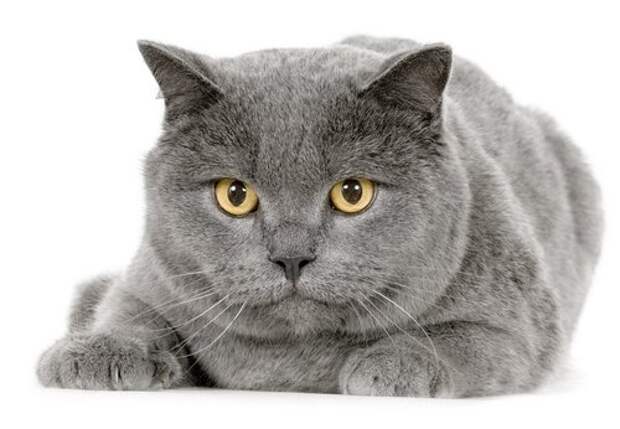 http://animal.ru/i/upload/133830132565.jpg