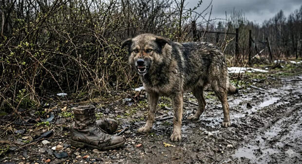 Русский оператор дрона в ужасе: собаки съели убитого сослуживцем солдата ВСУ