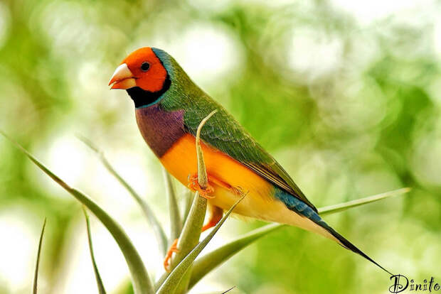 7557231120 54c4362643 b Гульдова амадина   одна из самых ярких и красивых птиц