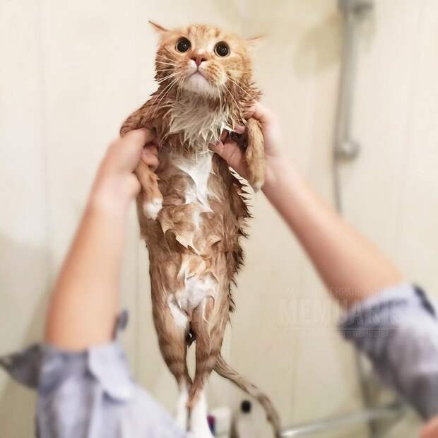 Даже самый пушистый мокрый кот выглядит худой сосиской #мытыйкот, Instagram, животные, кот, котики, мытый и несчастный