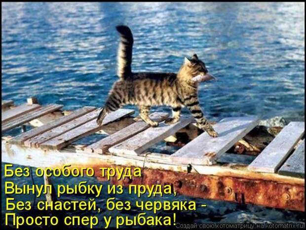 Лучшие котоматрицы недели (50 фото)