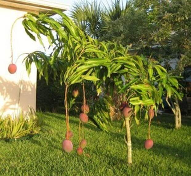 Манго в домашних условиях из косточки вырастить. Прорастить манго. Манго дерево прорастить. Дерево манго манговое дерево. Прорастить косточку манго.
