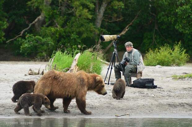 На медведя с фотоаппаратом! животные, путешествия, факты, фото