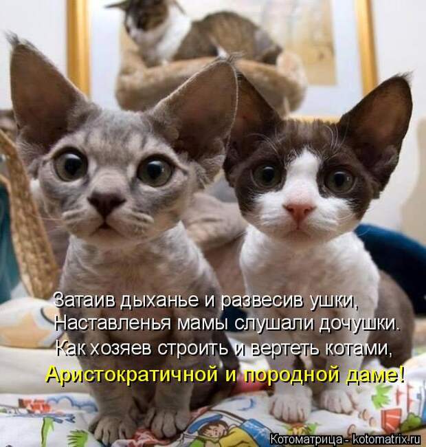 Котоматрица: Как хозяев строить и вертеть котами, Затаив дыханье и развесив ушки, Наставленья мамы слушали дочушки. Аристократичной и породной даме!