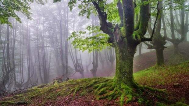 Мистический испанский лес