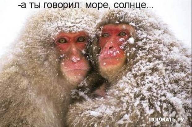 Ржачные картинки животных, смешные надписи.
