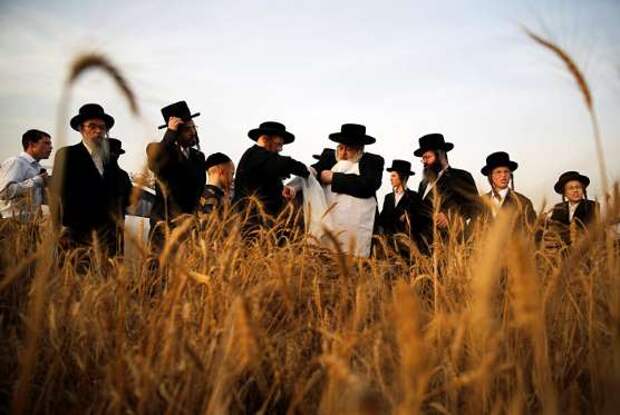 Сбор пшеницы для традиционного пресного хлеба к иудейскому празднику Песах