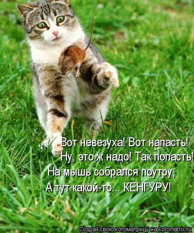 Забавные котоматрицы