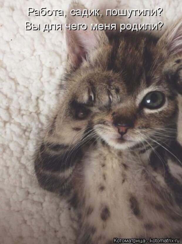 Лучшие котоматрицы недели (50 фото)