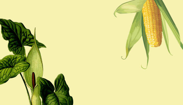 image_image