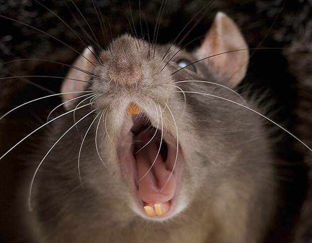 Домашние (декоративные) крысы тоже могут укусить человека, если их на это спровоцировать