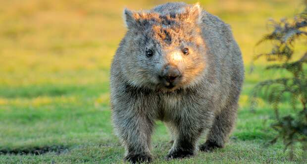 a photo of a wombat facing towards the viewer