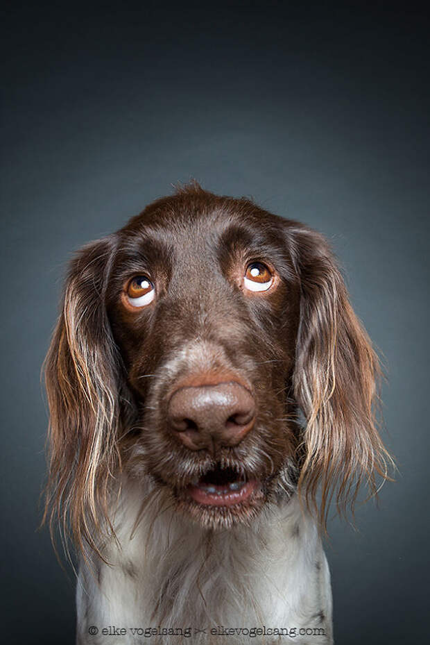 dogs-questioning-the-photographers-sanity-10__605