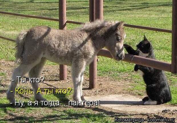Лучшая котоматрица недели (38 фото)