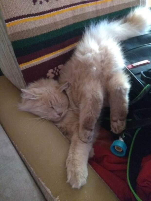 Милота уснула Милота уснула