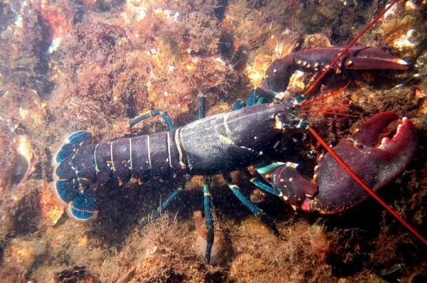 Fox News: в США похитили лобстеров на 400 тысяч долларов