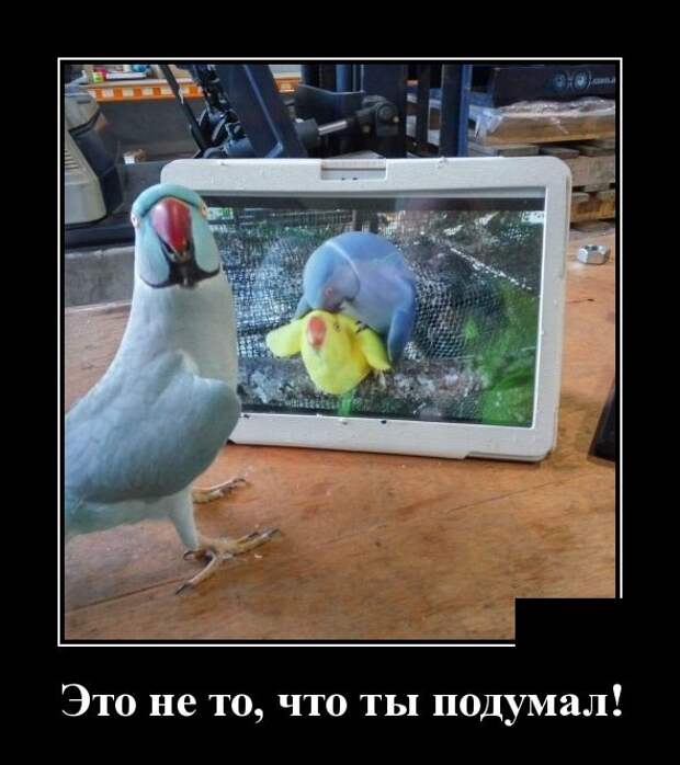 Демотиваторы (30 фото)