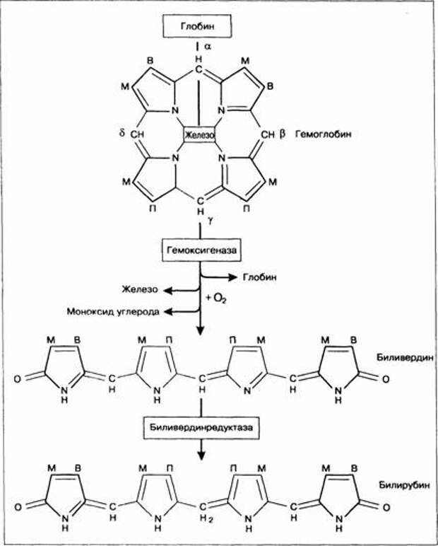 Схему образования непрямого билирубина