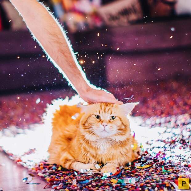 Роскошный рыжий кот по имени Котлета (27 фото) Роскошный рыжий кот по имени Котлета (27 фото)