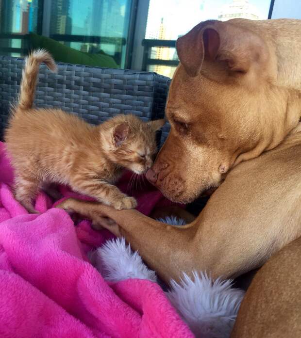 dog-likes-cats-ginger-pit-bull-bubba-loves-rue-1