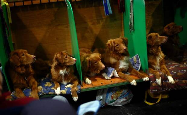 Выставка собак Crufts Dog Show 2019 проходит в Великобритании
