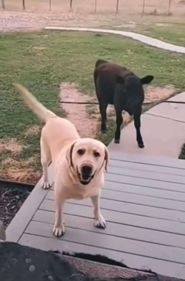 Молодец. Все в дом, все в дом