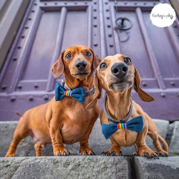 11 фотографий о любви, наполненных глубоким смыслом 11 фотографий о любви, наполненных глубоким смыслом Любовь, животные, настоящая любовь, свадебные фотографии, собаки, фотопроект