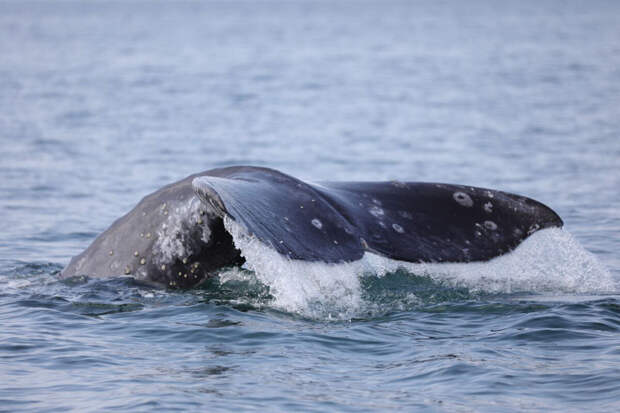 Кроноцкий заповедник: исхудавшие серые киты вернулись с зимовки в воды Камчатки
