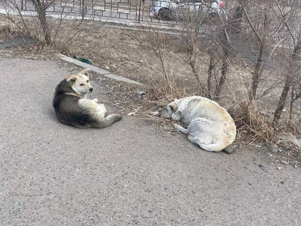 За сутки в Чите отловили восемь бездомных собак