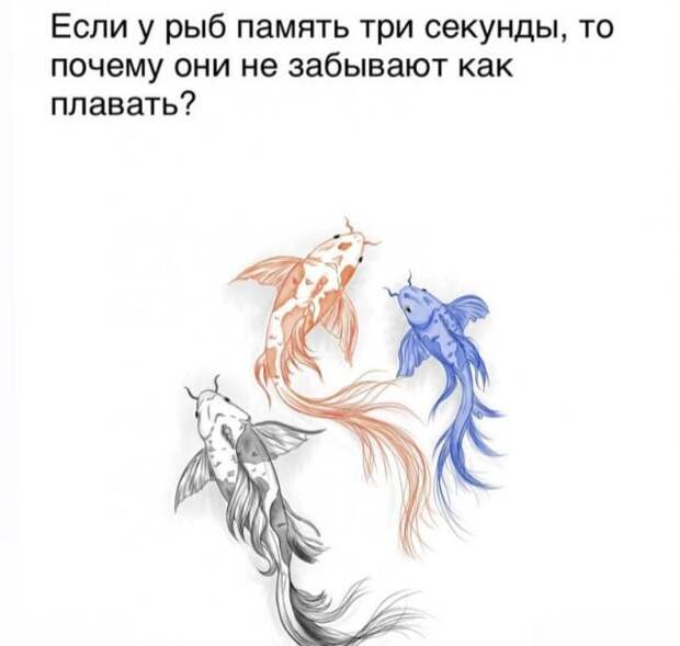 Забавные приколы и мысли пользователей Сети, которыми они решили поделиться со всеми