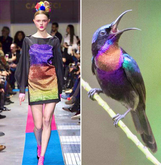 Мода часто черпает вдохновение у природы