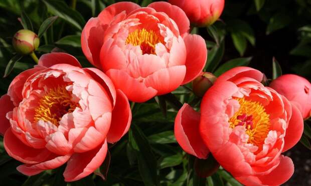 Цветы-обжоры: чем и когда подкормить пионы, чтобы они пышно цвели на зависть соседям