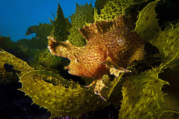 Конкурс подводной фотографии Ocean Art 2019