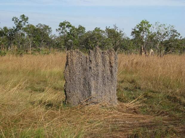 magnetic-termites-42