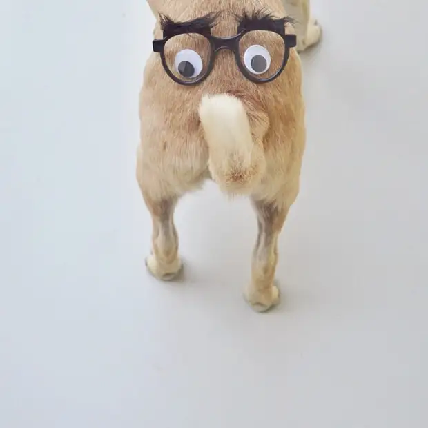 Хвост. Фото: Jeremy Veach. Хвост. Фото: Jeremy Veach.