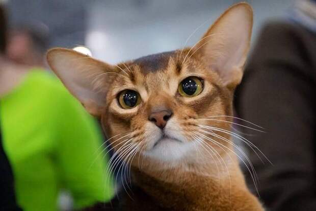 Самого красивого кота в мире покажут в Москве