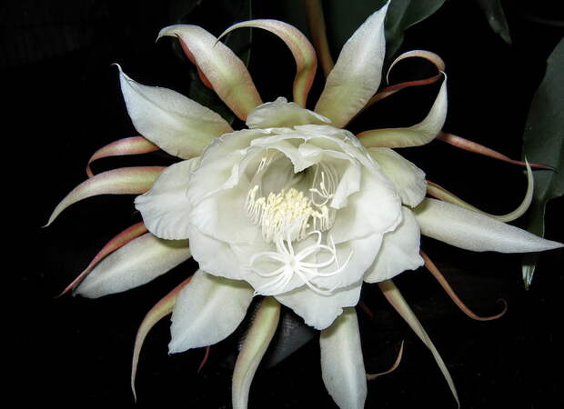 Царица ночи....