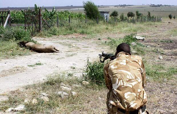 Рейнджеры пристрелили одного из самых излюбленных львов Кении